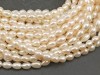 Freshwater Pearl Ivory Rice Beads 5.5mm ~ 16'' Strand